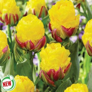 Ice Cream Banana Double Tulip Thumbnail